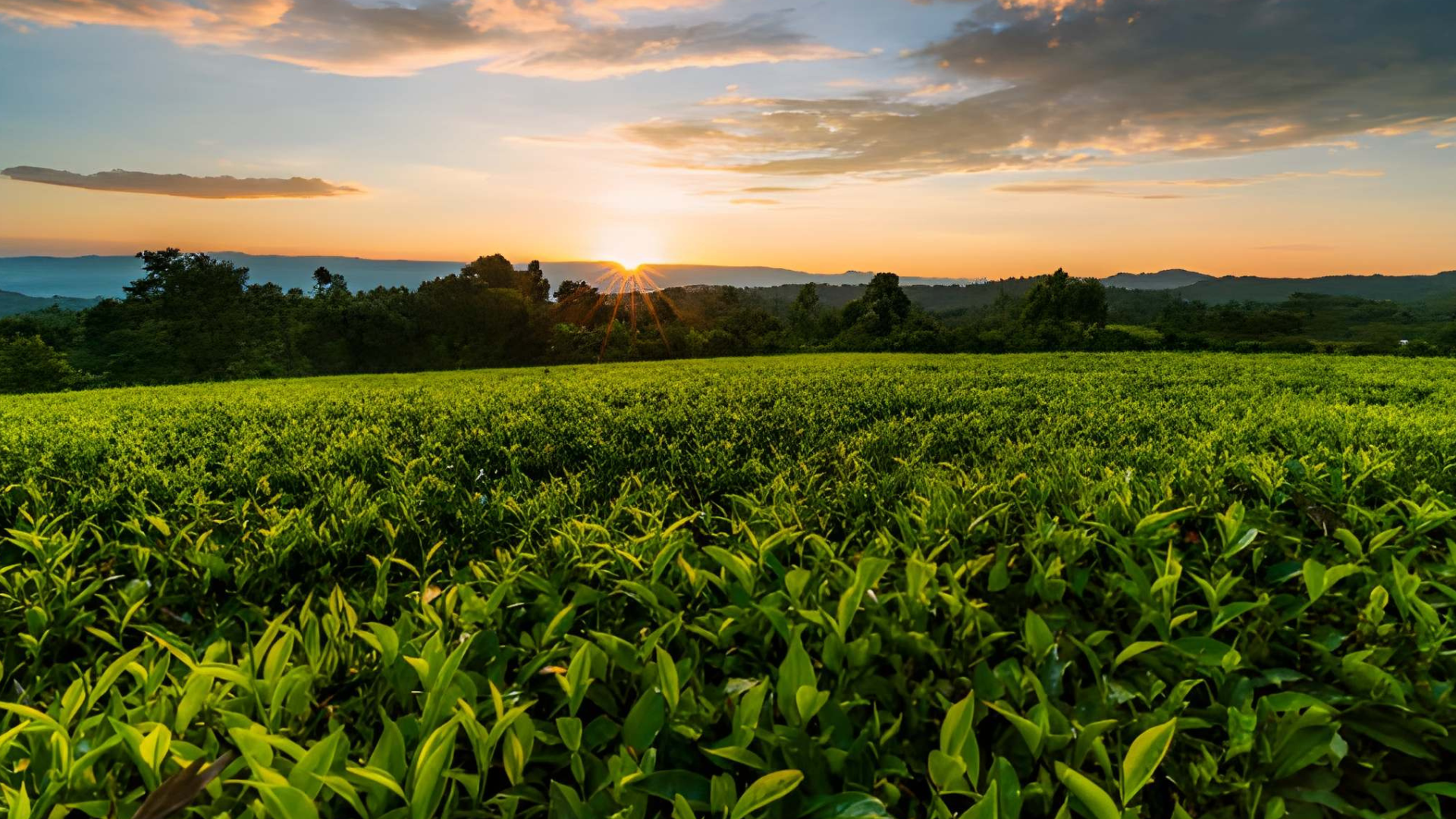 Agricultural Transformation Institute (ATI) case study visual